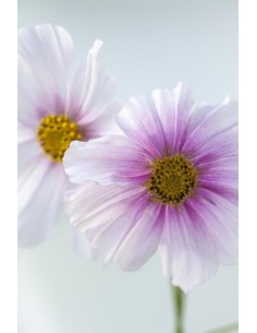 Amo Ferragamo Flowerful Salvatore Ferragamo Edt - 50ml 2